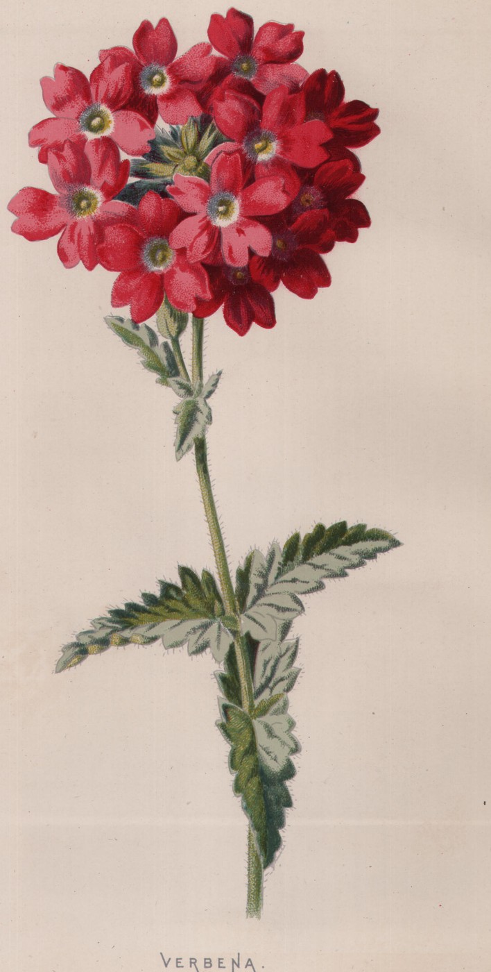 The Sweet William — the plate from the book