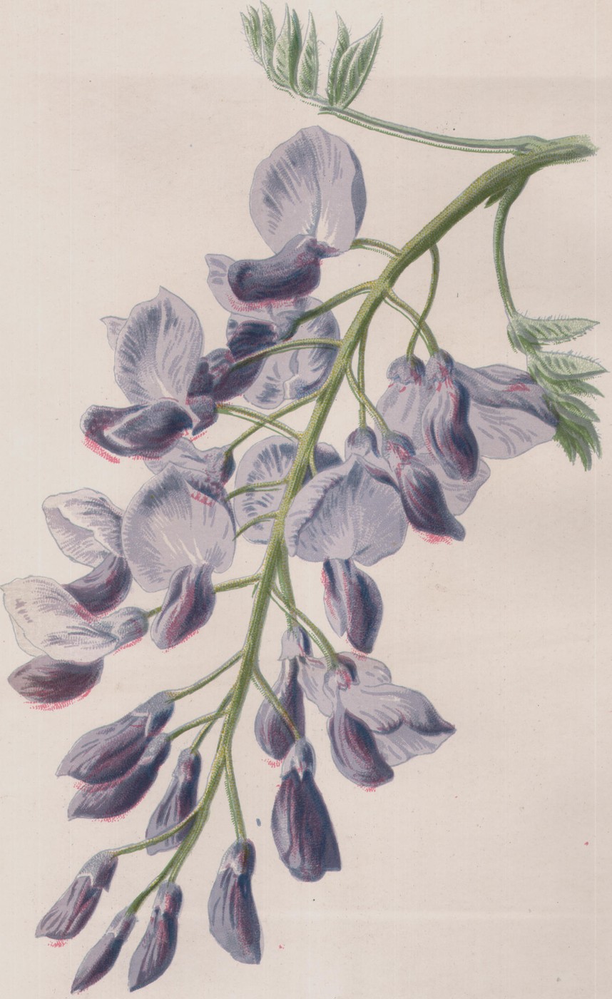 Wistaria