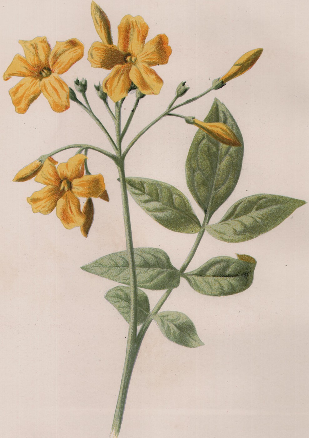 Guelder Rose — the plate from the book