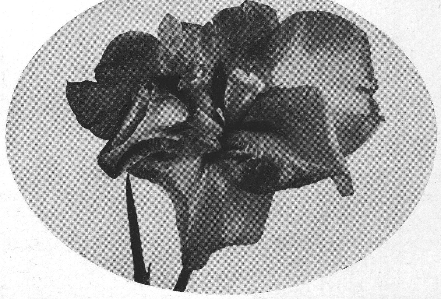 The Japanese "Blue Jay" Iris