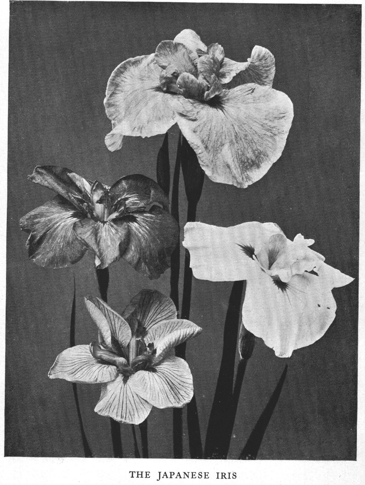 The Japanese Iris