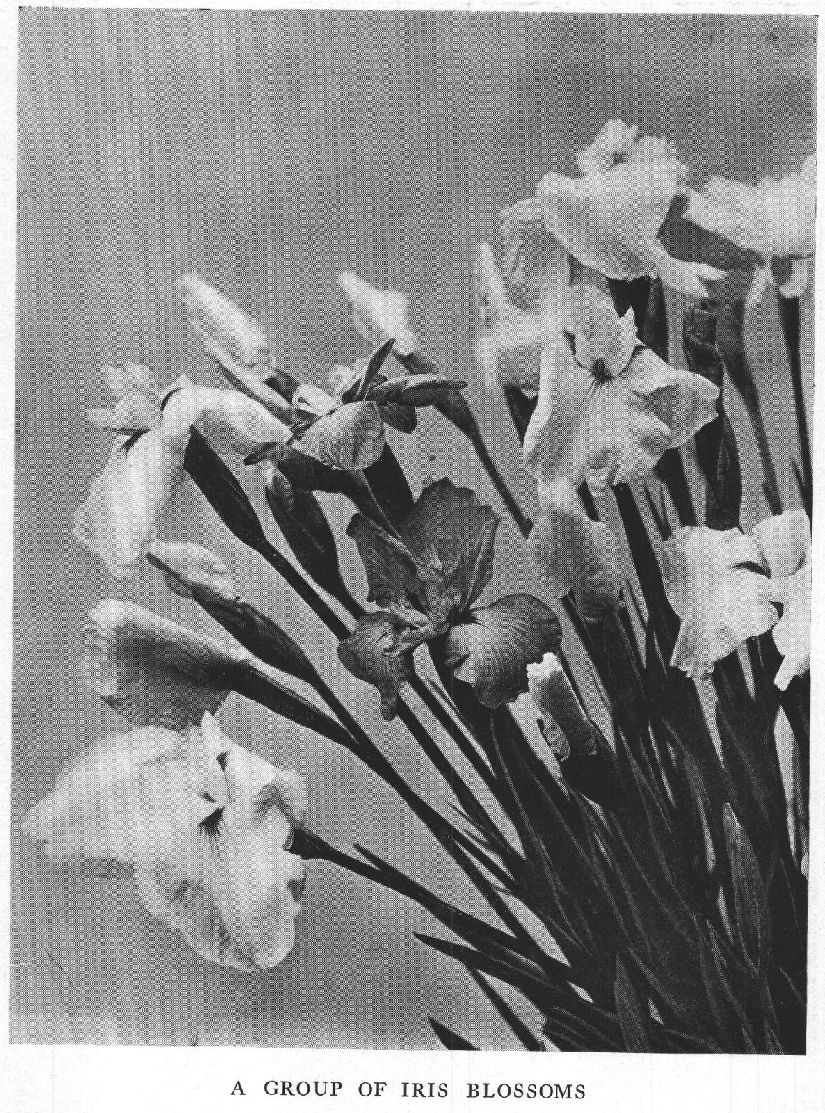 A Group of Iris Blossoms