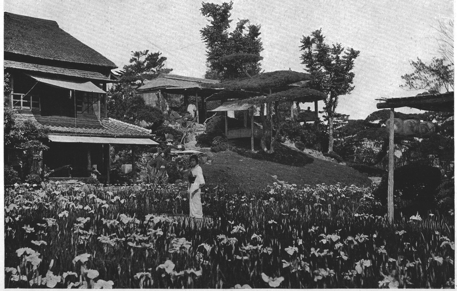 The Iris Garden at Horikiri