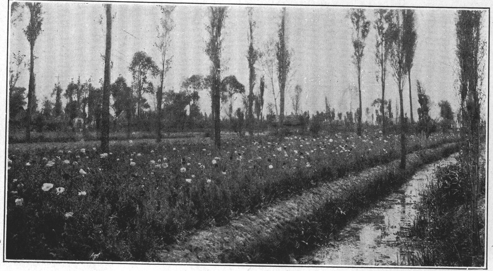Poppy Fields Along the Viga Canal