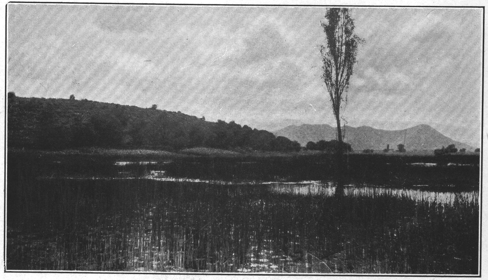 The Marshes of Xochimilco