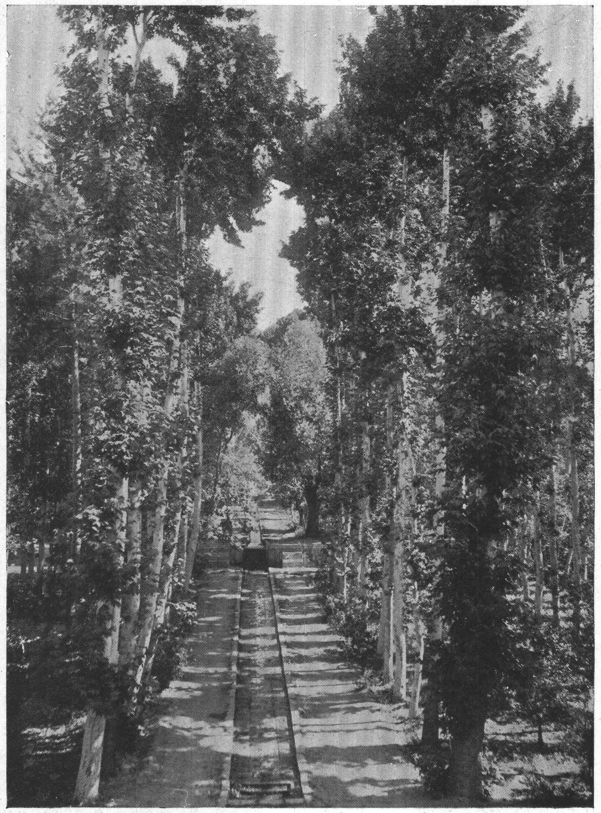 A Garden Avenue of Chenars