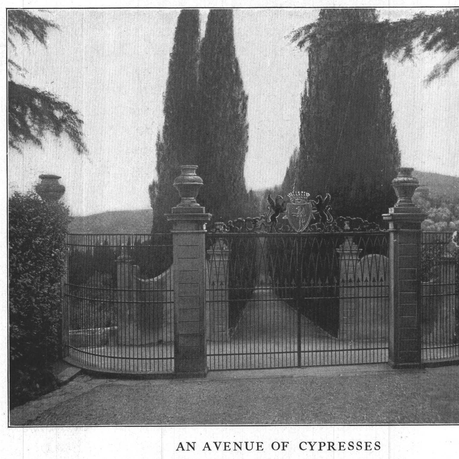 An Avenue of Cypresses