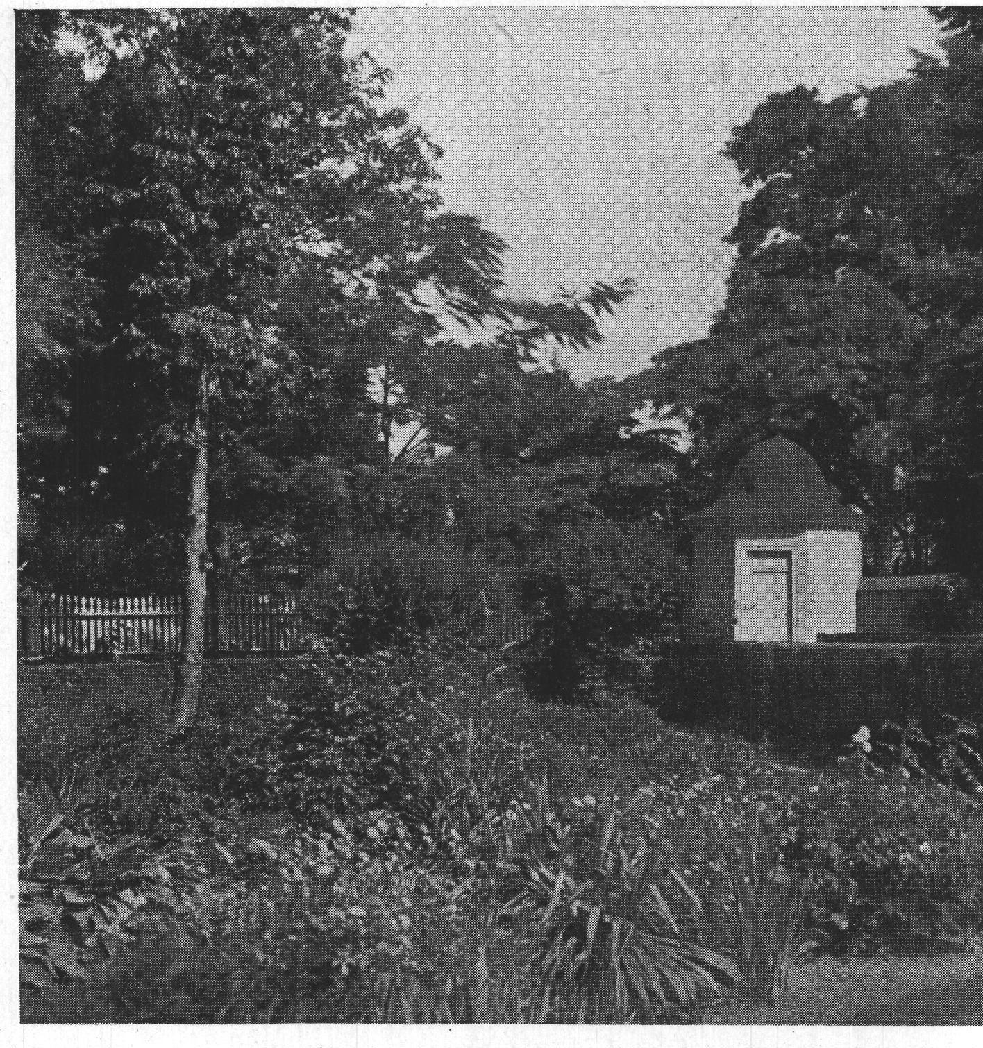 A Corner of the Box Garden