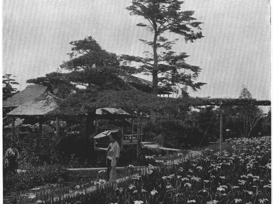 The Iris Garden at Horikiri