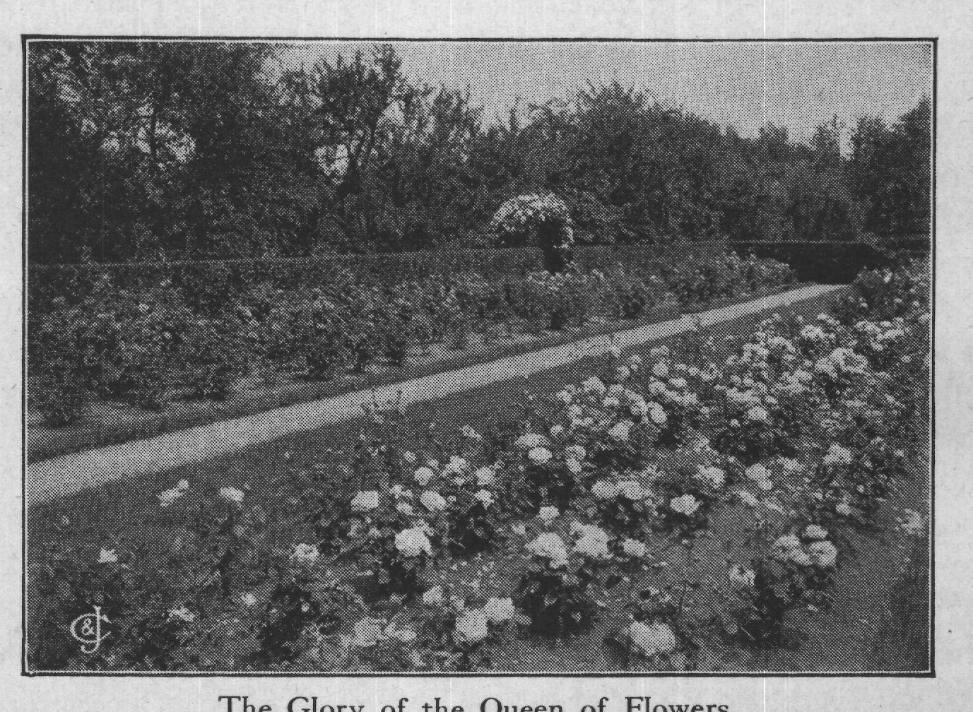 The Glory of the Queen of Flowers