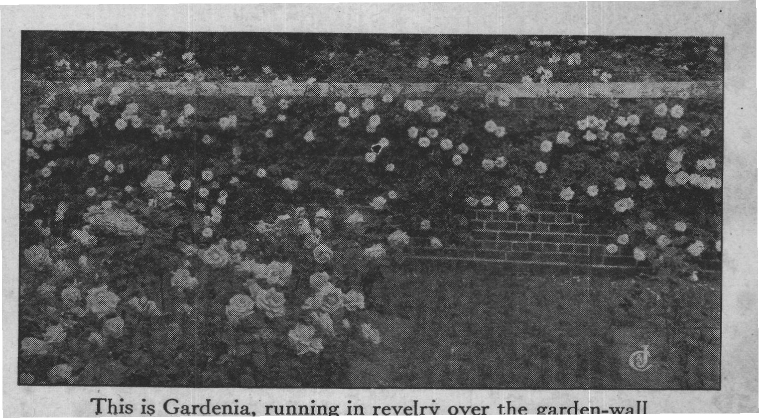 This is Gardenia, running in revelry over the garden-wall