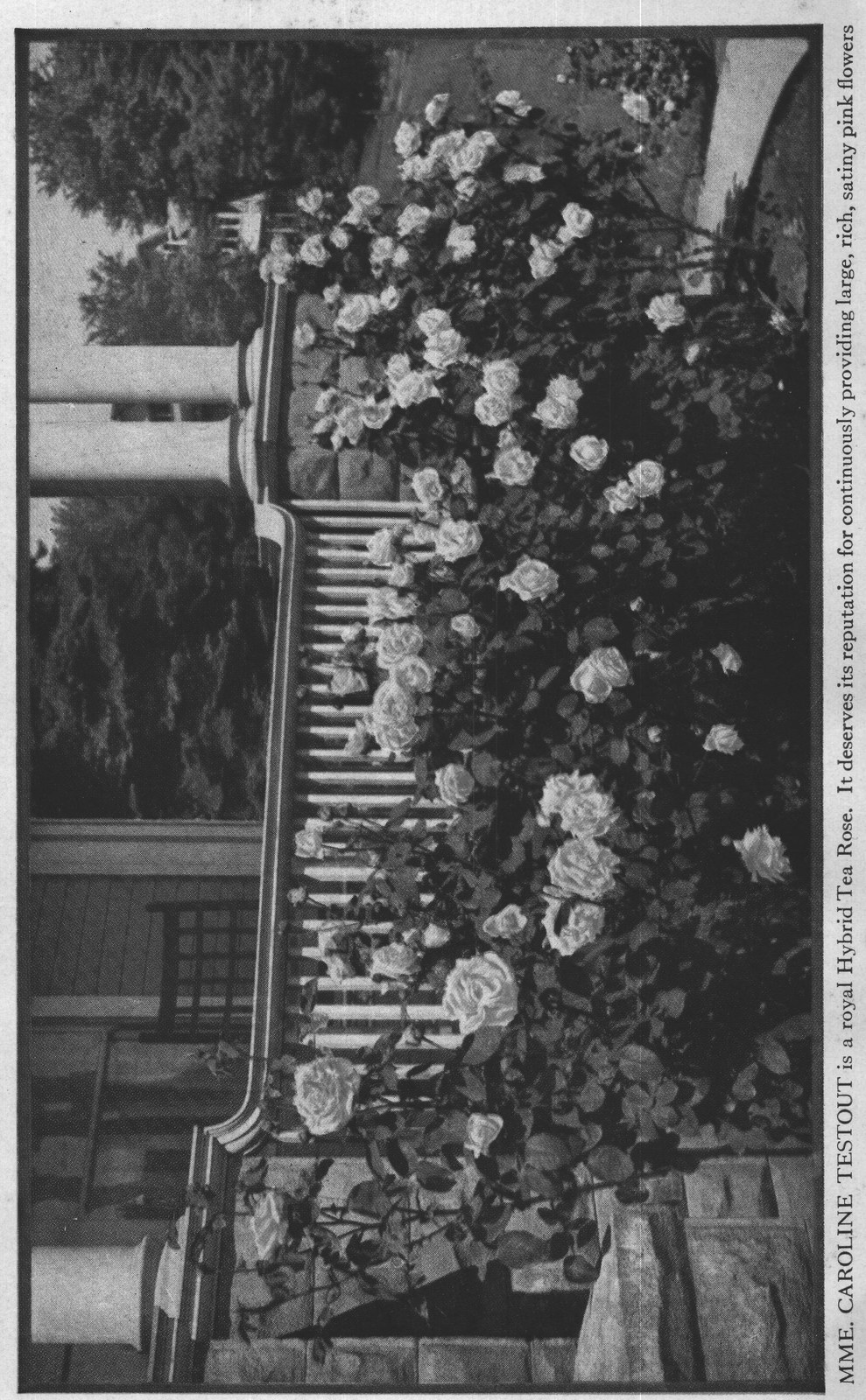 Choosing the Location: Hybrid Perpetuals — from How to Grow Roses (1920)