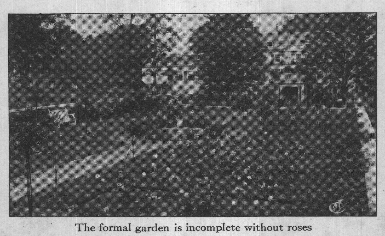 The formal garden is incomplete without roses