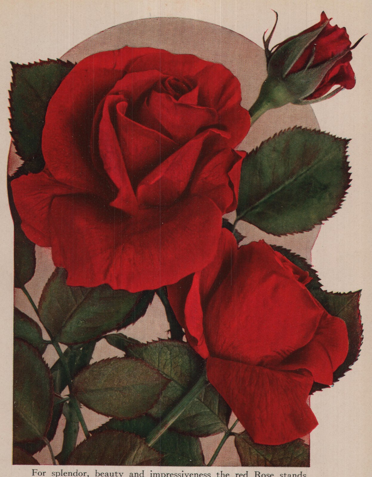 For splendor, beauty and impressiveness the red Rose stands