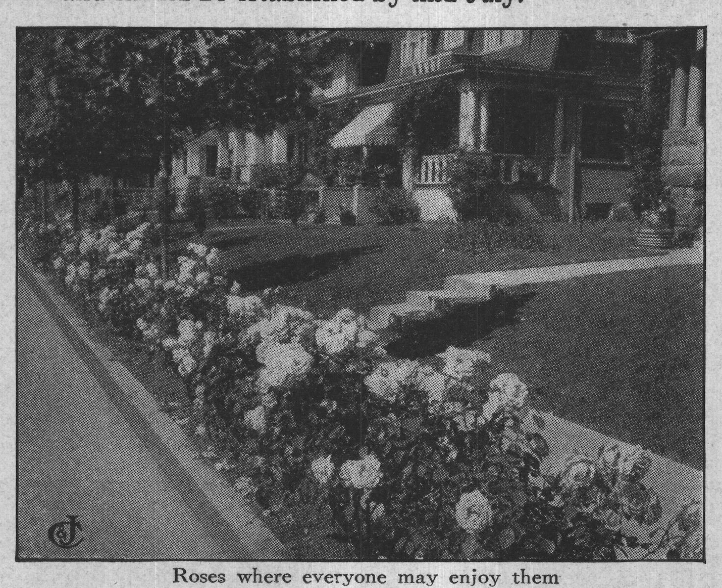 Roses where everyone may enjoy them