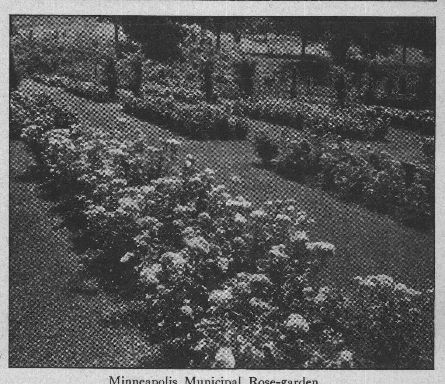 Minneapolis Municipal Rose-garden