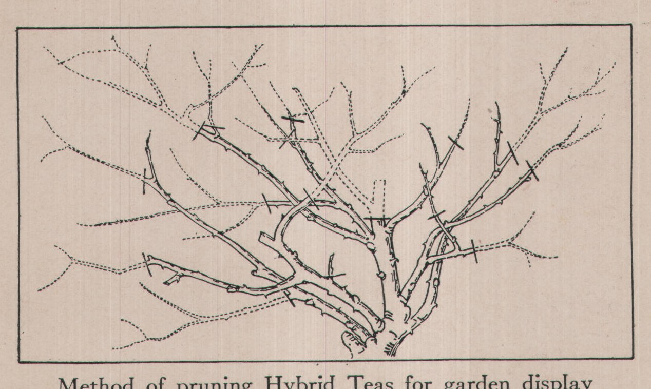 Method of pruning Hybrid Teas for garden display