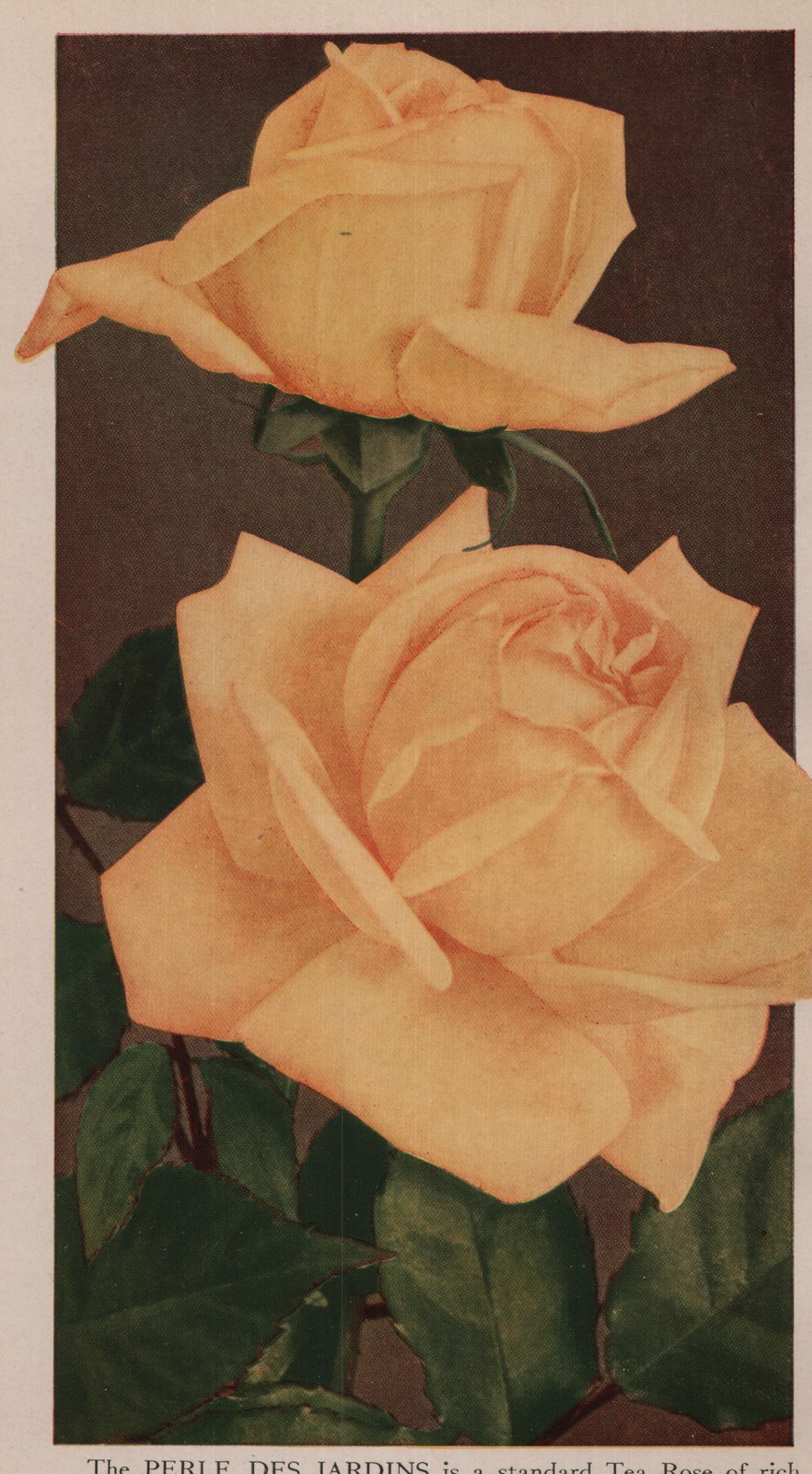 The PERLE DES JARDINS is a standard Tea Rose of rich