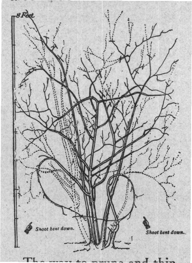 The way to prune and thin found abbreviated directions for