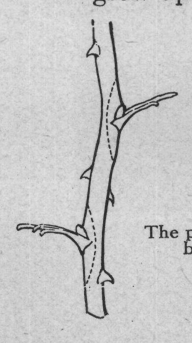 grow up and crowd out the flower-bearing part of the plant.