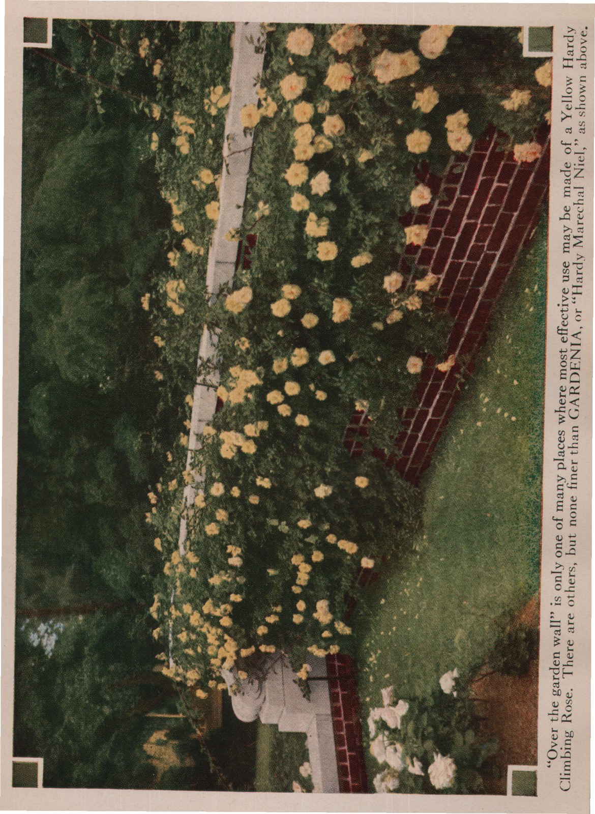 Selecting the Roses — from How to Grow Roses (1920)