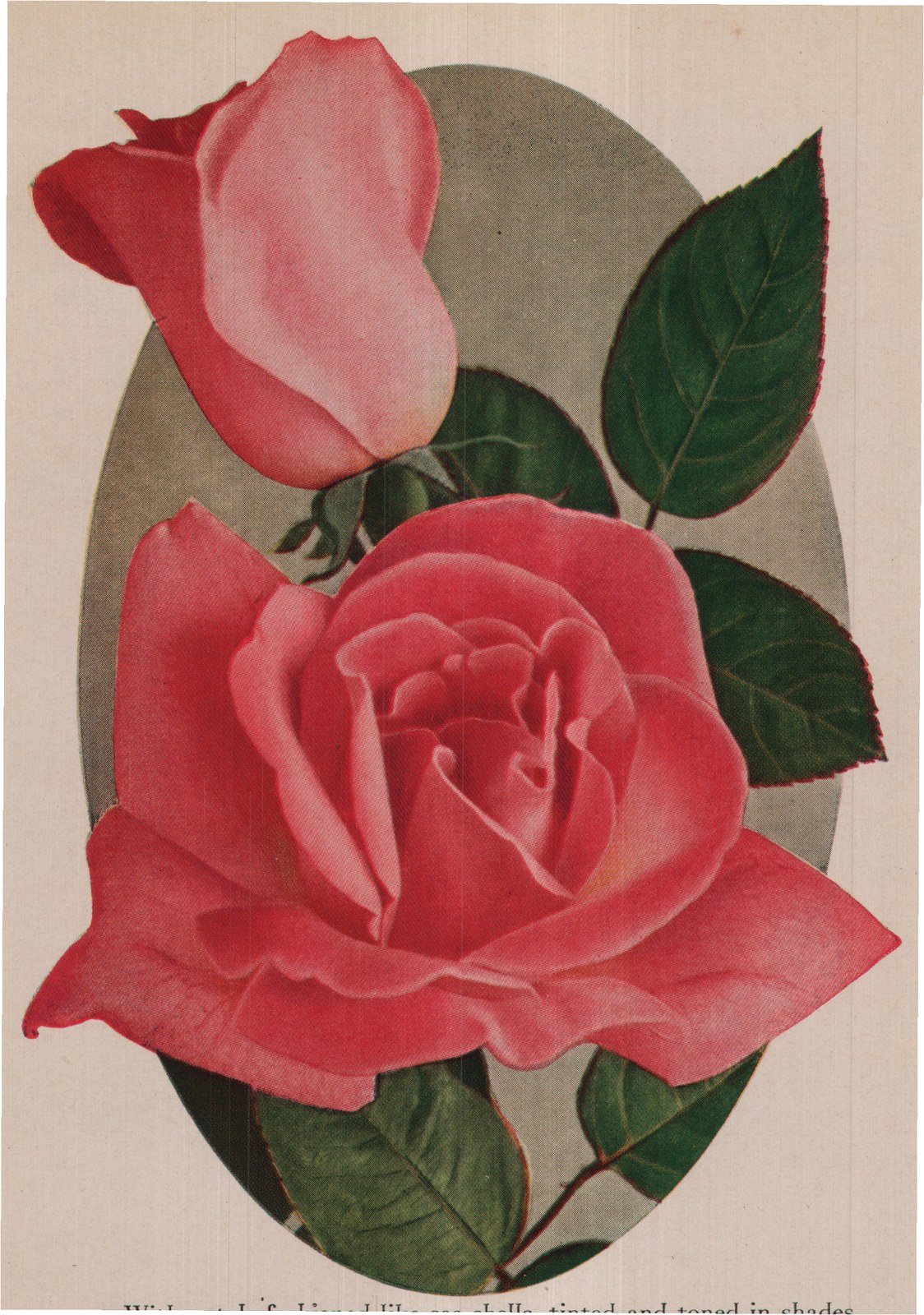 With petals fashioned like sea-shells, tinted and toned in shades