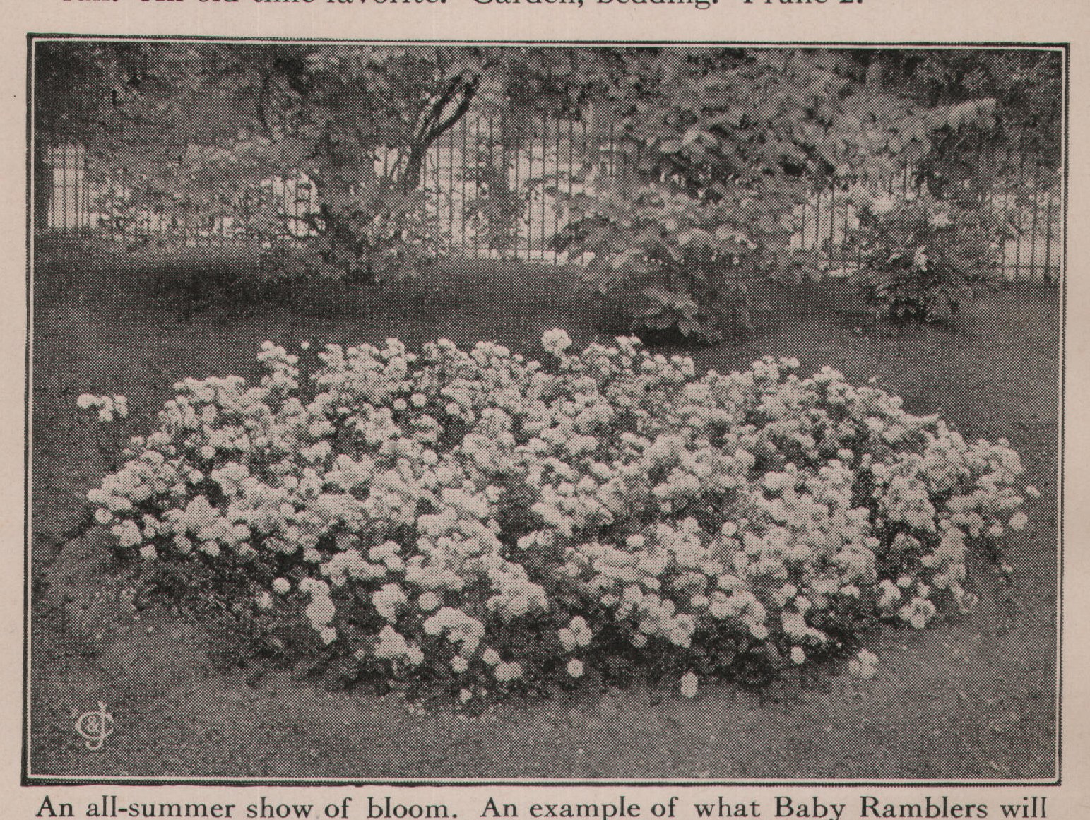 An all-summer show of bloom. An example of what Baby Ramblers will