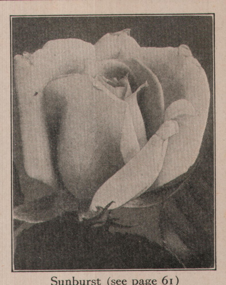 Sunburst (see page 61)