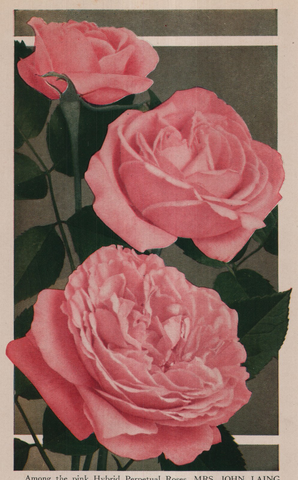 Among the pink Hybrid Perpetual Roses, MRS. JOHN LAING