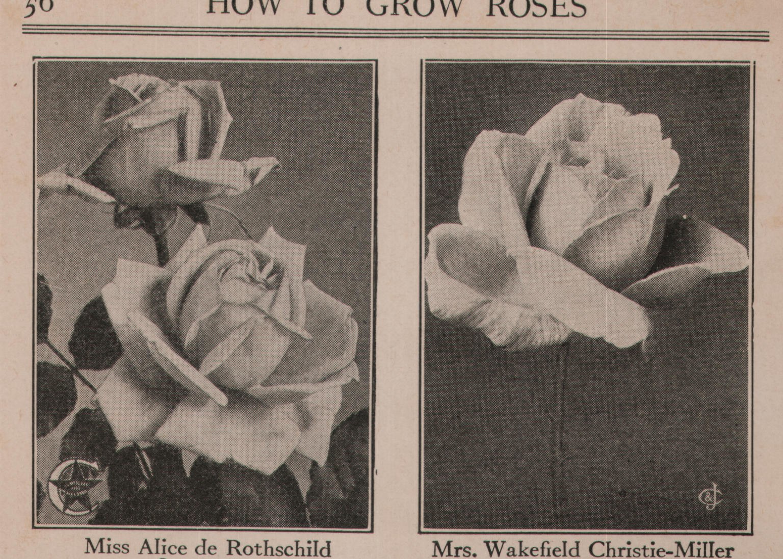 Miss Alice de Rothschild