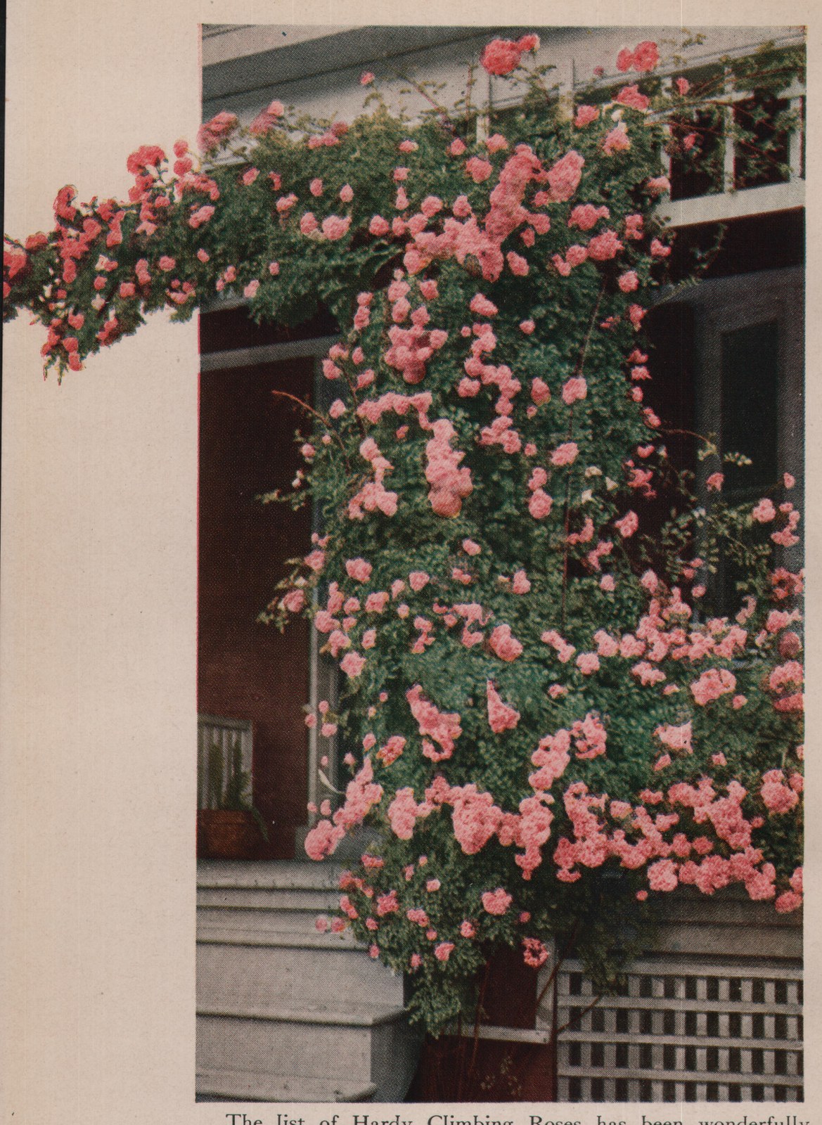 The list of Hardy Climbing Roses has been wonderfully