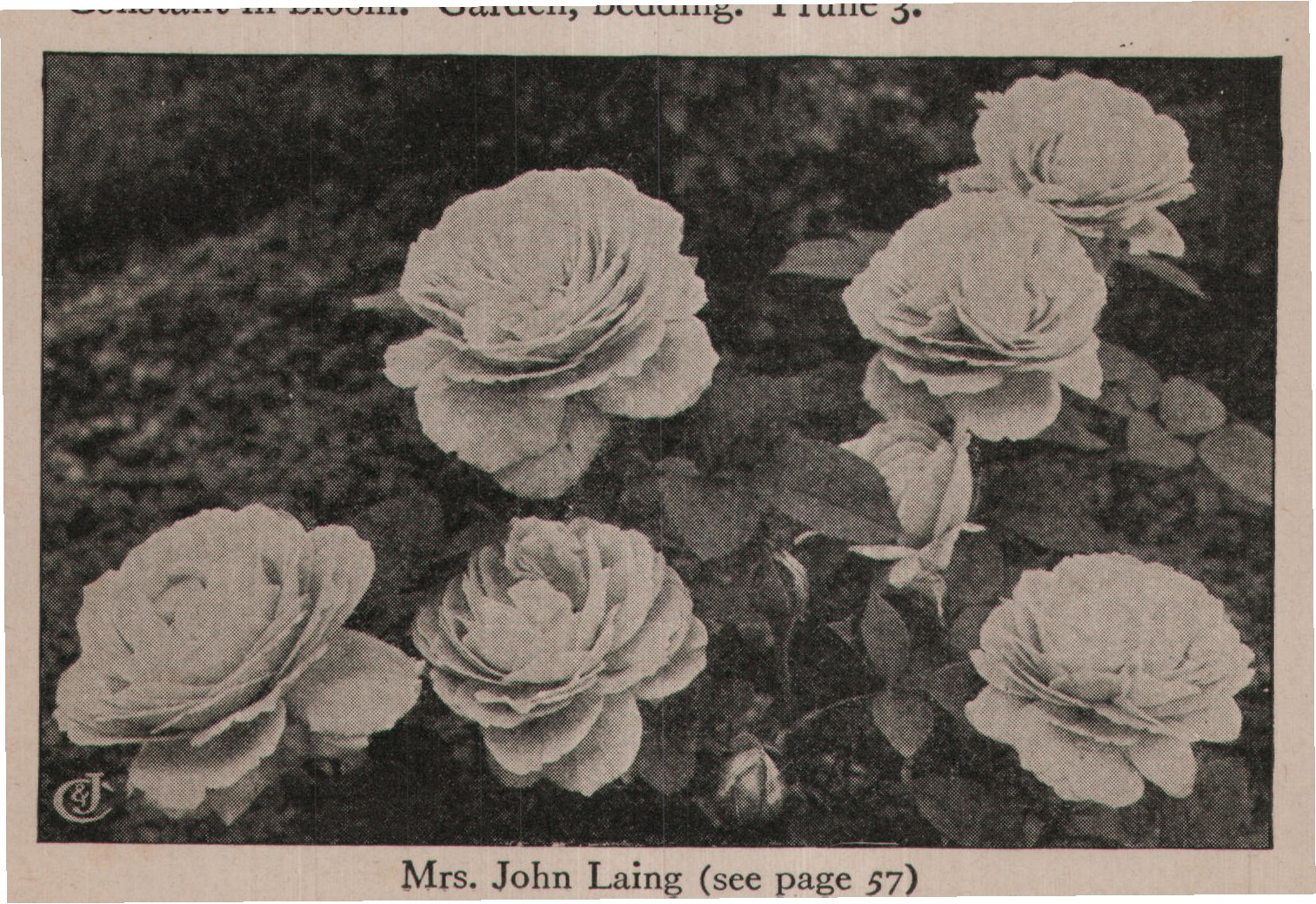 Mrs. John Laing (see page 57)