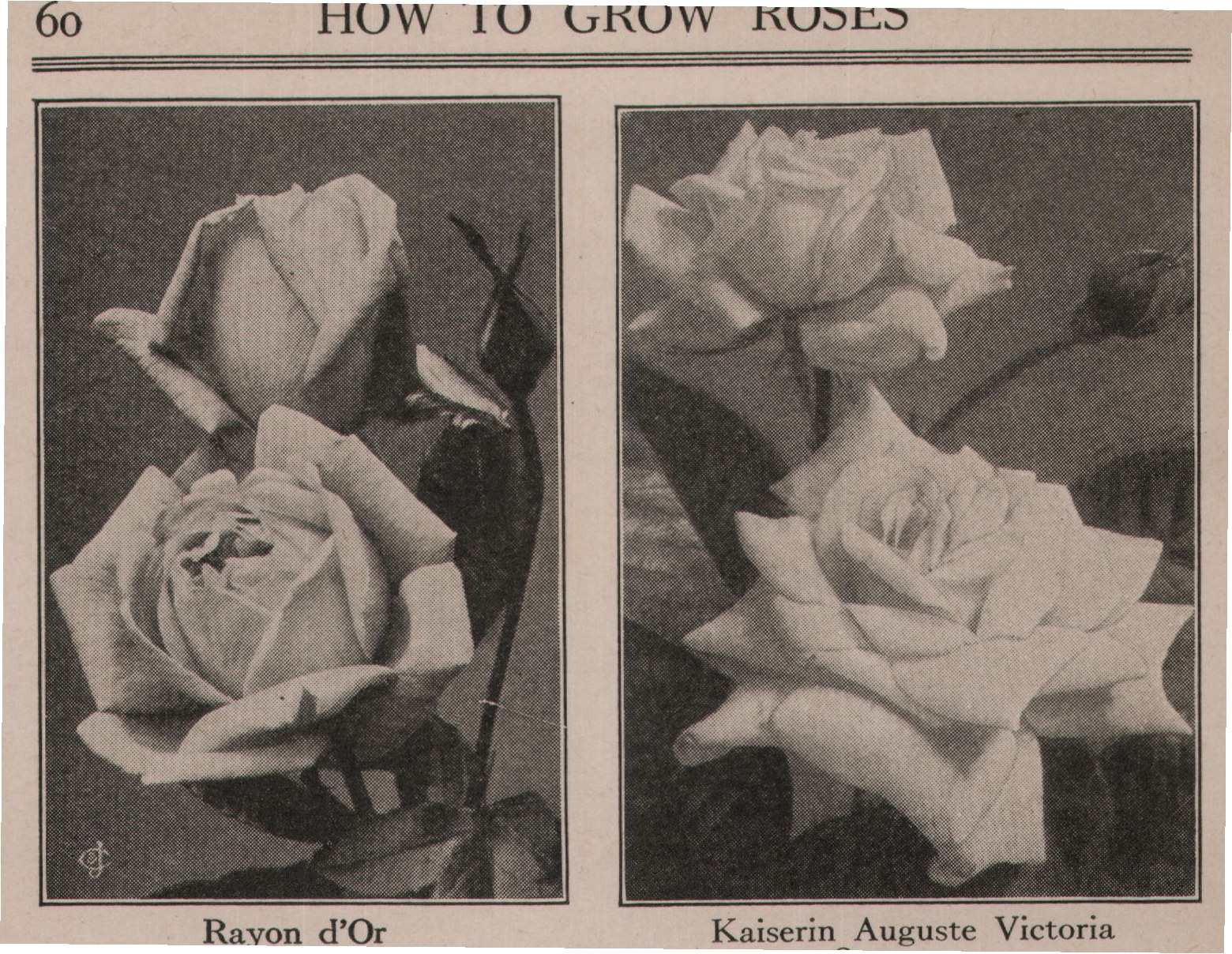 Kaiserin Auguste Victoria