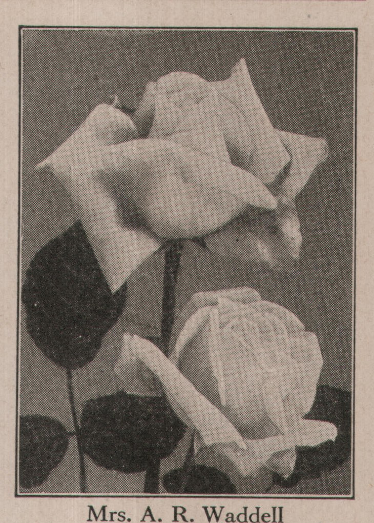 Mrs. A. R. Waddell