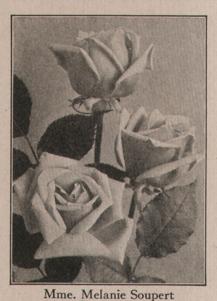 Mme. Melanie Soupert