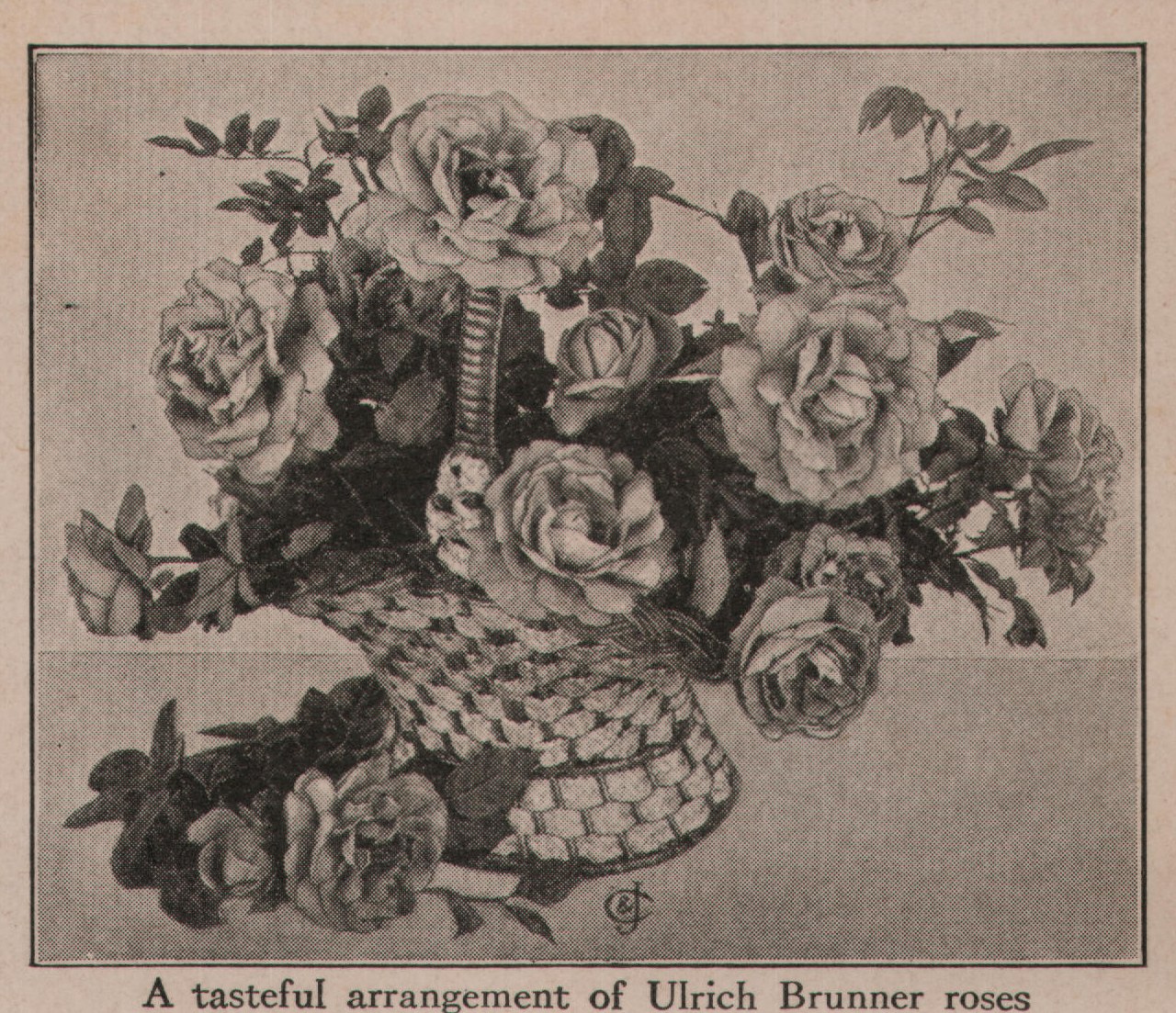 A tasteful arrangement of Ulrich Brunner roses