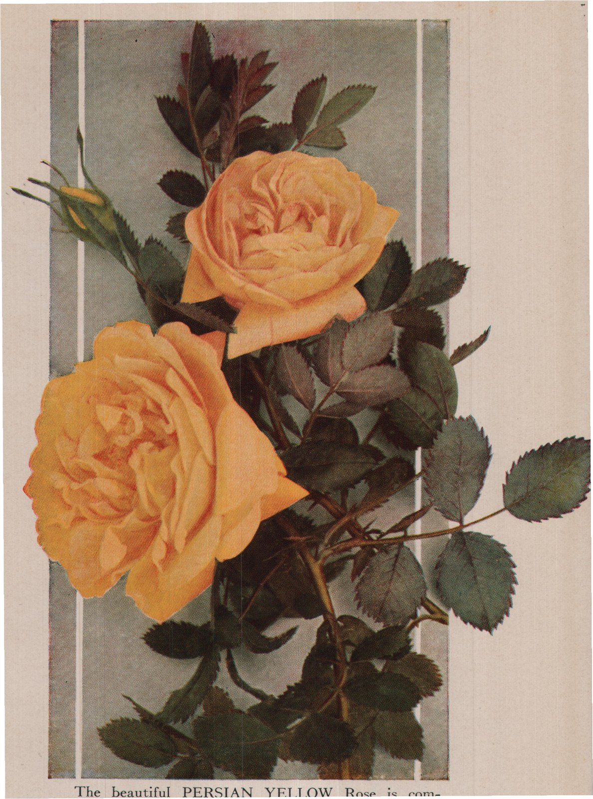 The beautiful PERSIAN YELLOW Rose is com-