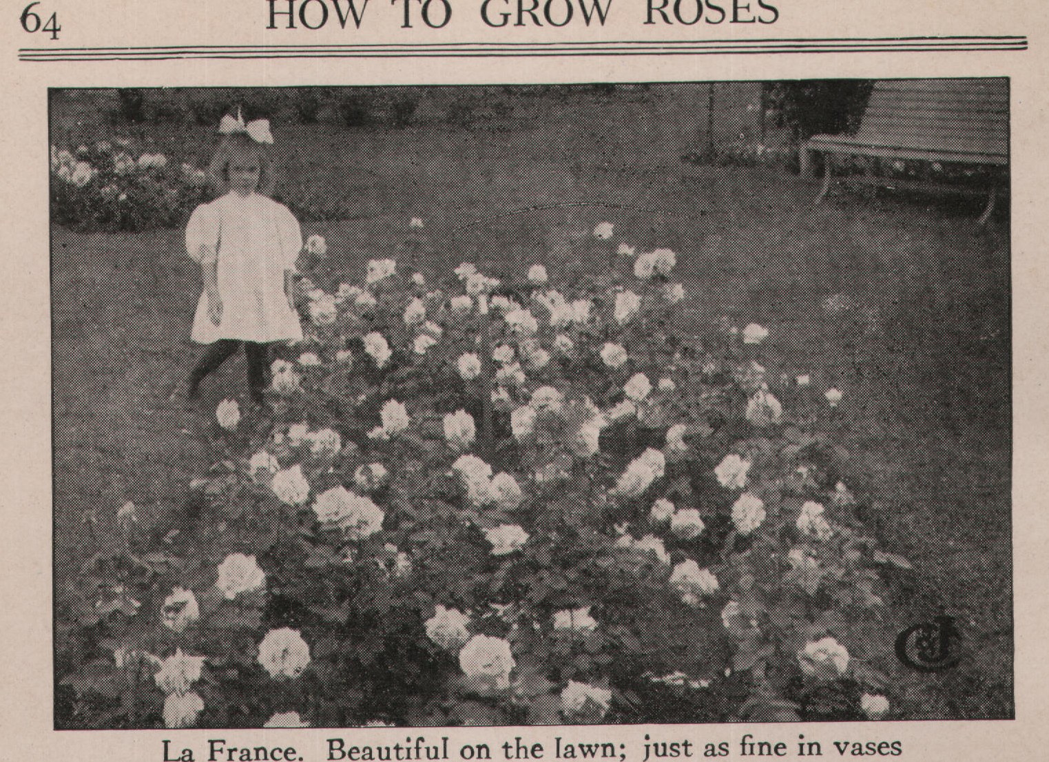 La France. Beautiful on the lawn; just as fine in vases