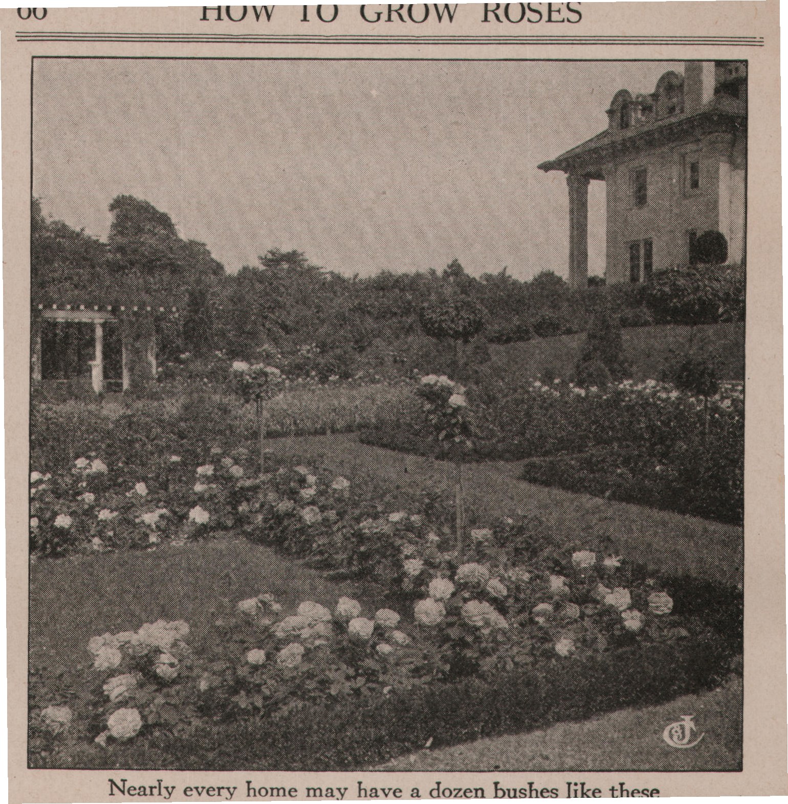 Nearly every home may have a dozen bushes like these