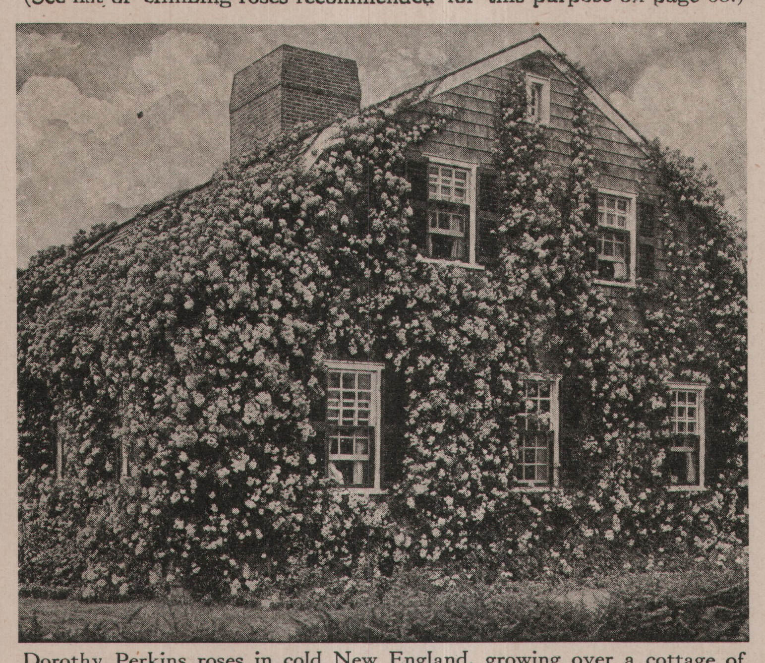 Dorothy Perkins roses in cold New England, growing over a cottage of