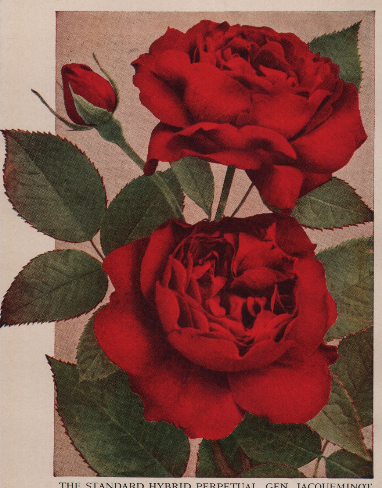 THE STANDARD HYBRID PERPETUAL, GEN. JACQUEMINOT