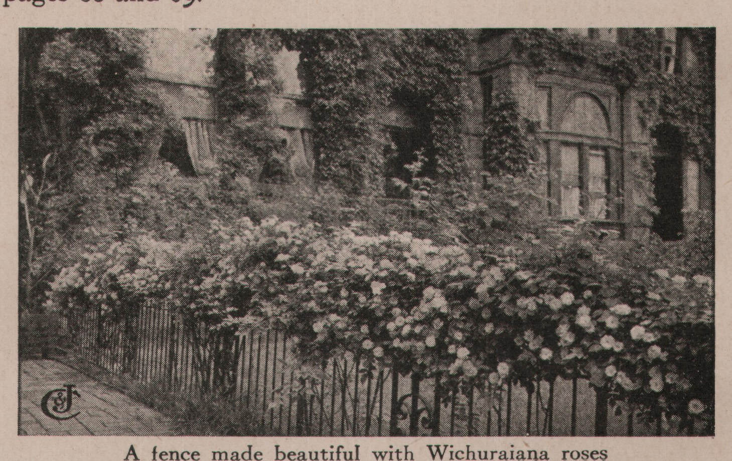 A fence made beautiful with Wichuraiana roses
