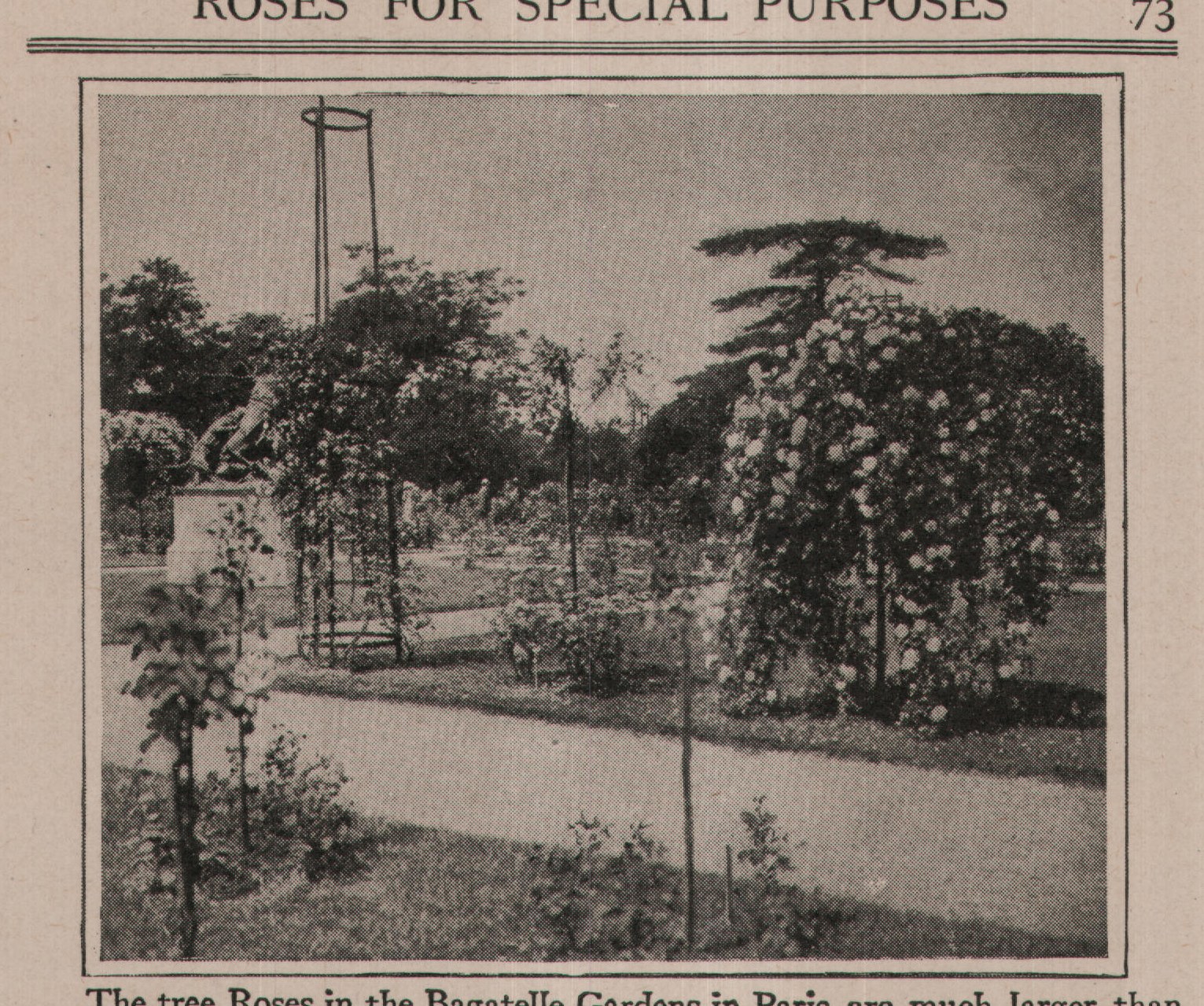 The tree Roses in the Bagatelle Gardens in Paris are much larger than
