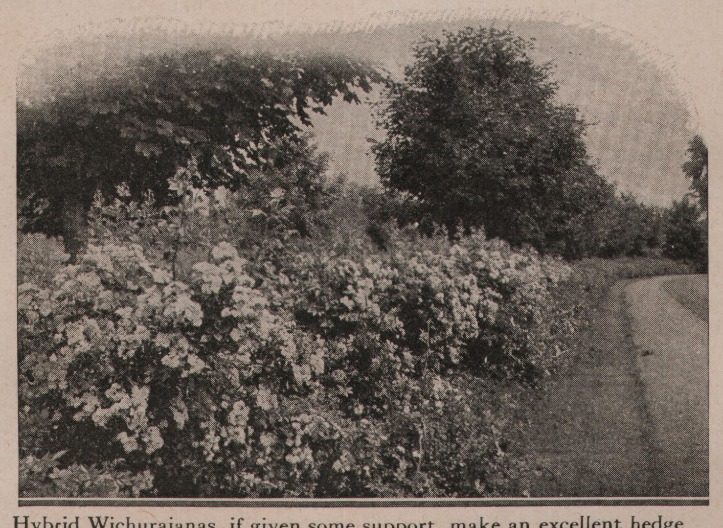 Hybrid Wichuraianas, if given some support, make an excellent hedge