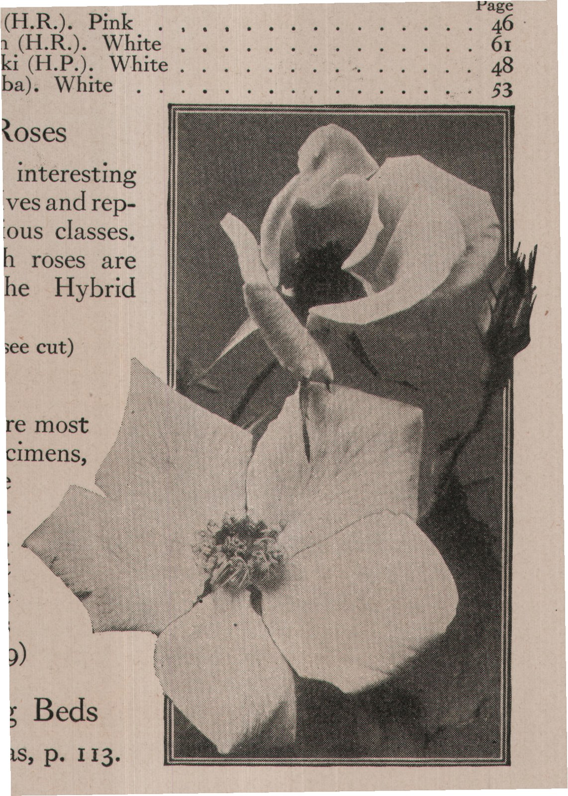Conrad F. Meyer (H.R.). Pink