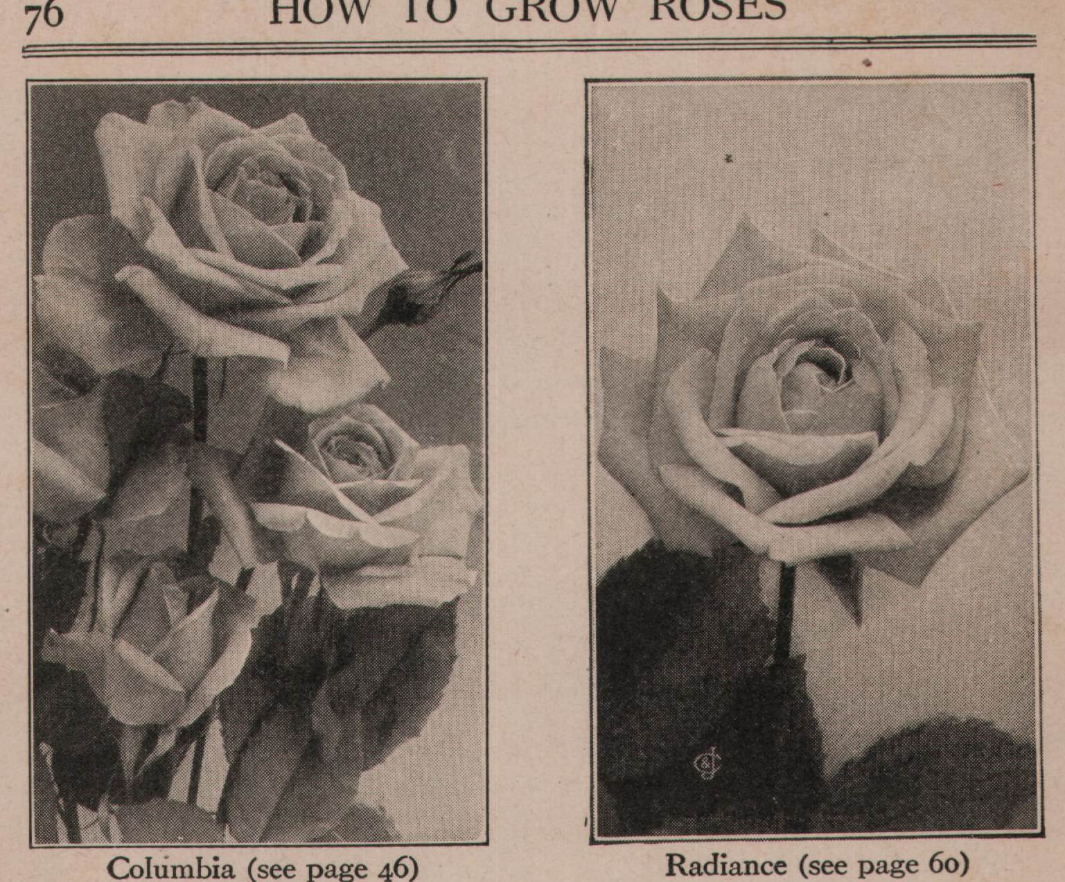 Radiance (see page 60)