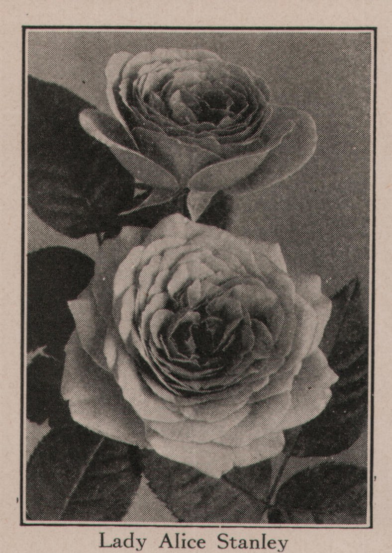La Fiamma The Farquhar Rose