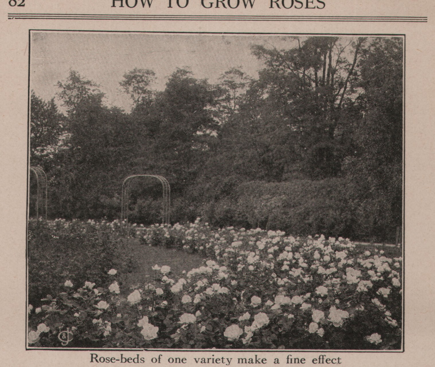 Rose-beds of one variety make a fine effect