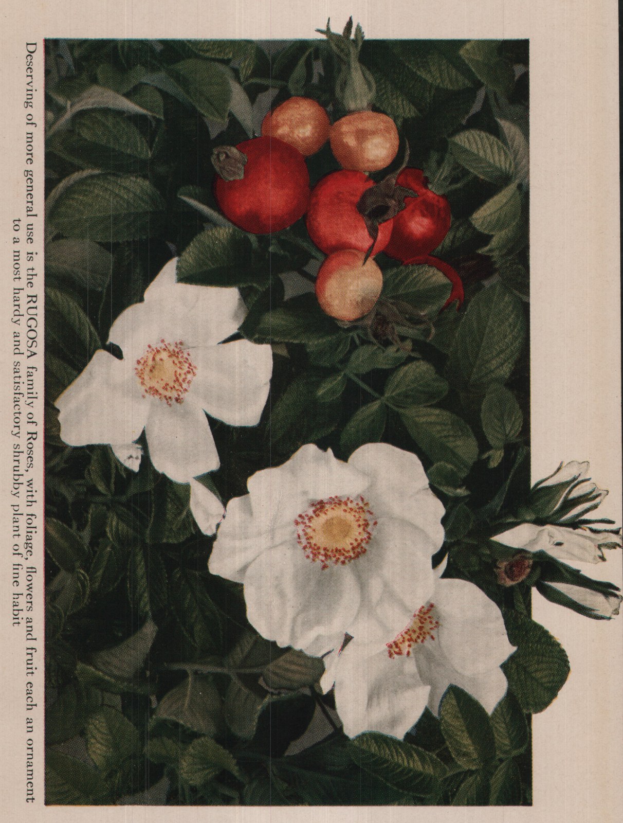 to a most hardy and satisfactory shrubby plant of fine habit