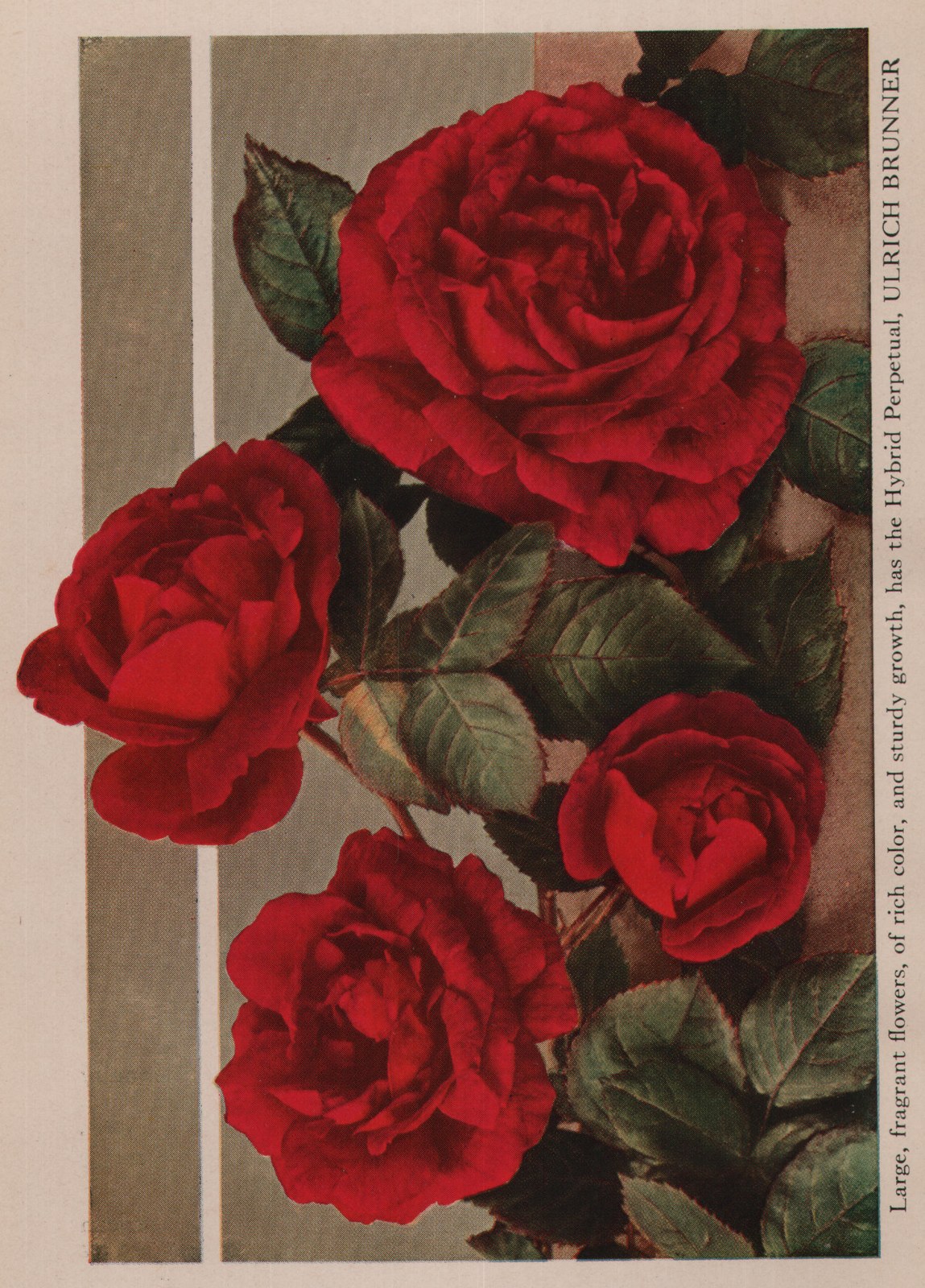 Expert Opinions: Hartford — from How to Grow Roses (1920)